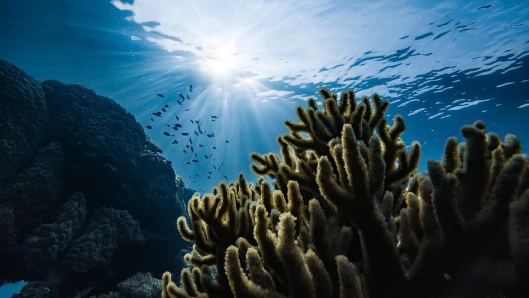 Un Mediterraneo che bolle: i rischi del nostro mare