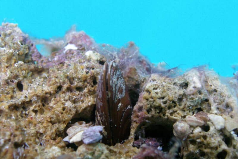 Castel Volturno: pescatore beccato a picconare gli scogli per i datteri