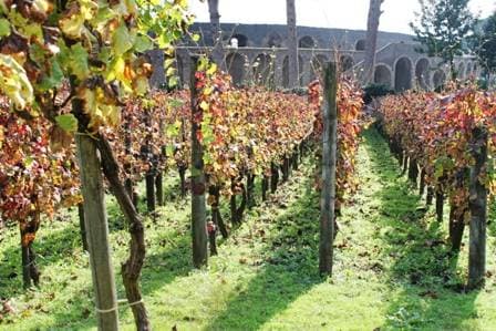 Pompei: verso una nuova gestione del patrimonio verde e la realizzazione dell’Azienda Agricola