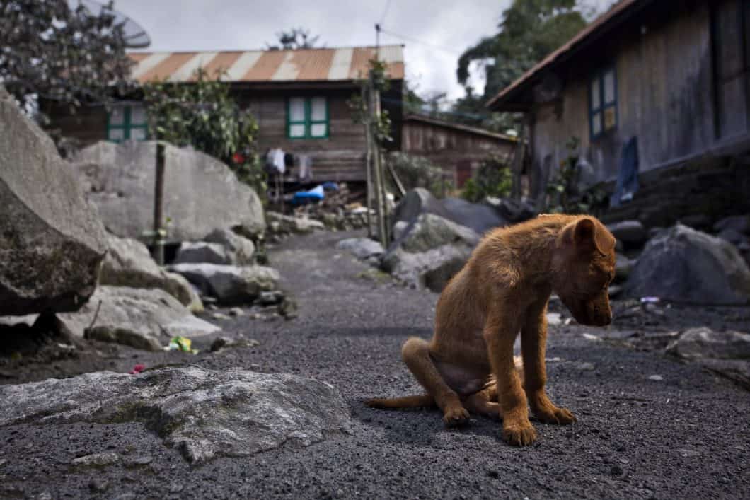 La triste storia di Varcaturo. Una donna abbandona i suoi cani e li lascia al loro destino
