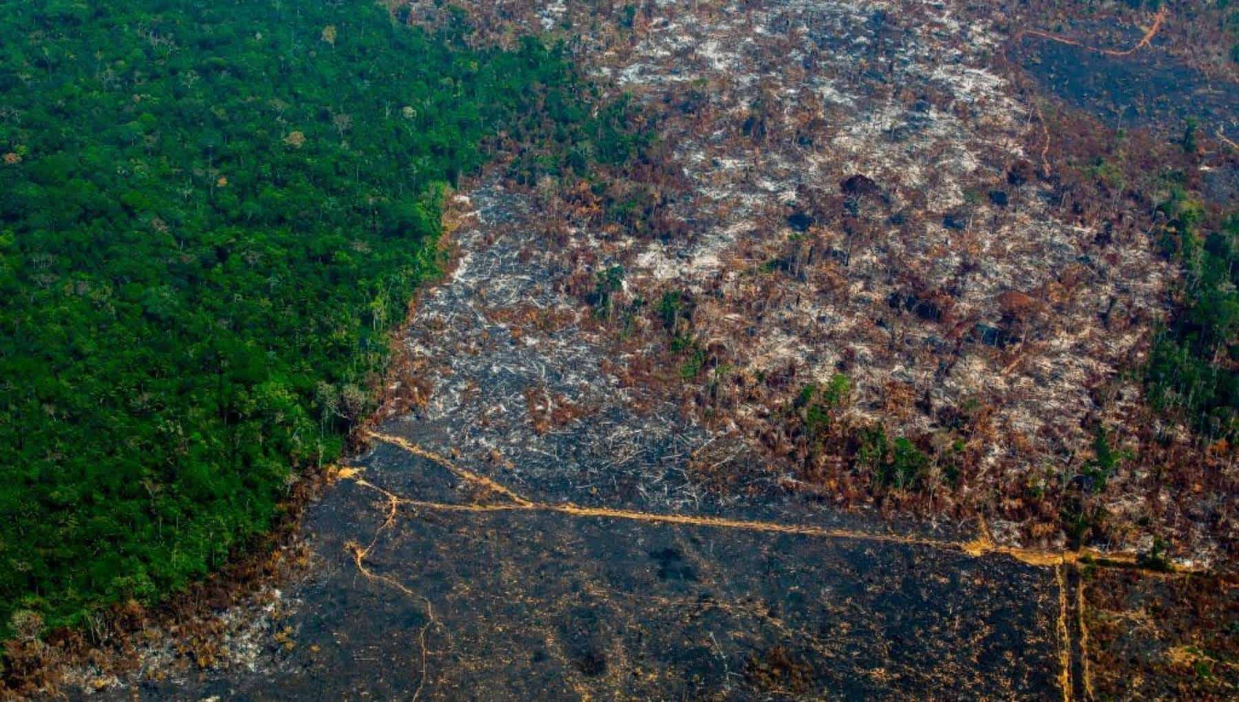Brasile, le operazioni contro la deforestazione dell'Amazzonia