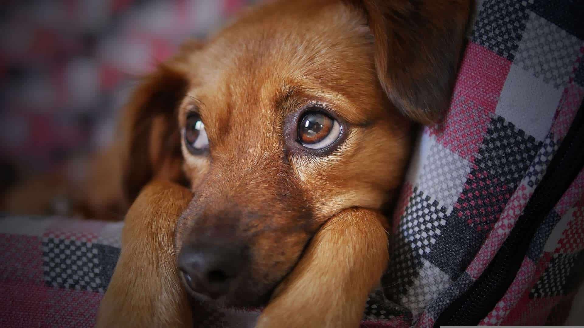 Zoomafia: quando la criminalità organizzata mette le mani sugli animali