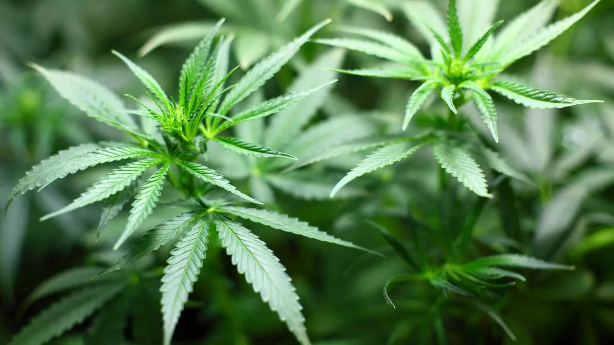 Cannabis: la coltivazione per uso personale non costituisce reato