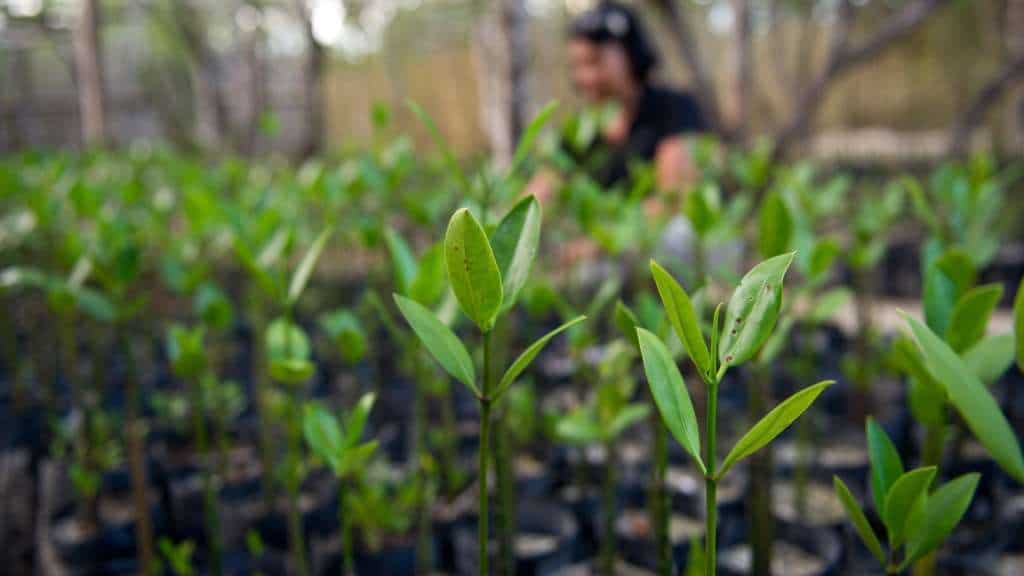 Il 'green': la nuova religione del nostro tempo