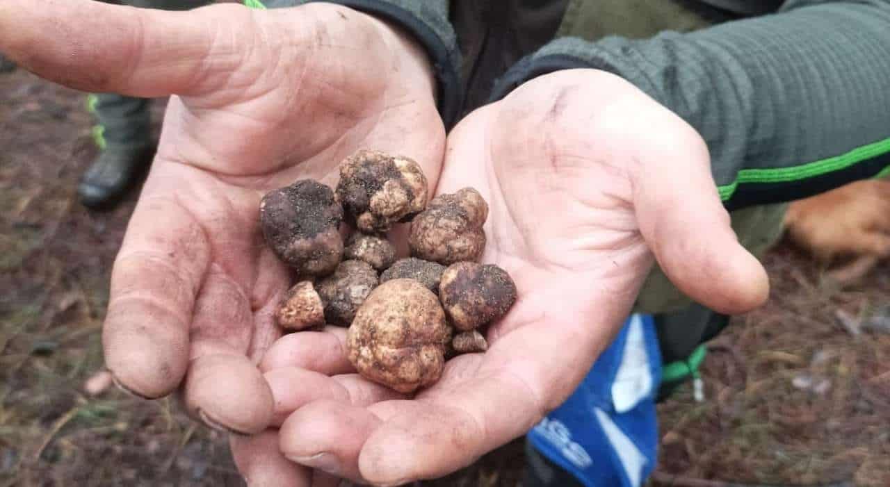 Castel Volturno: arriva il riconoscimento ufficiale per il tartufo bianchetto