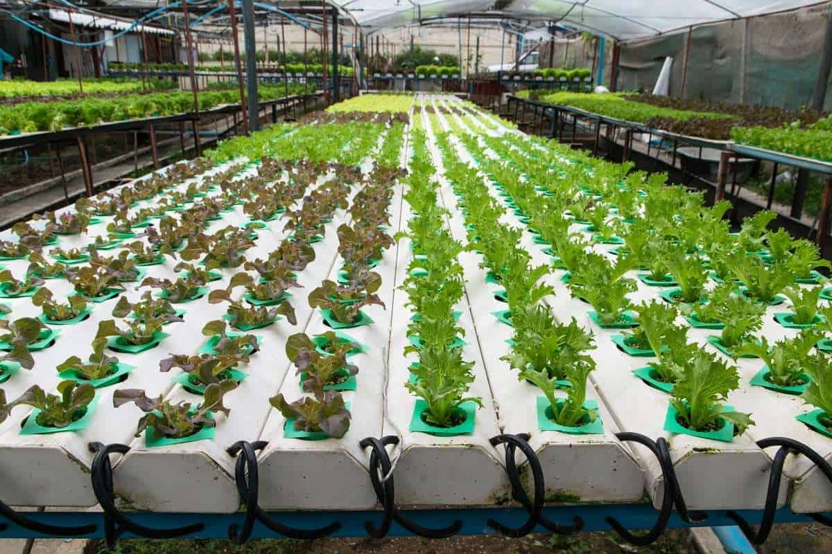 L'acquaponica può essere davvero per tutti?