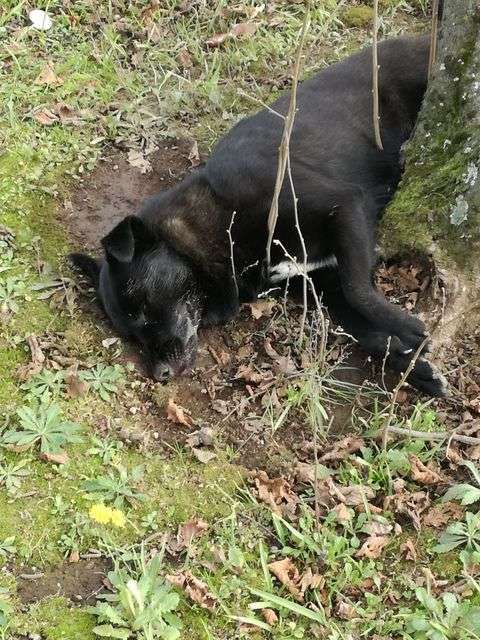 Calabria e Sicilia, è allarme avvelenamento cani