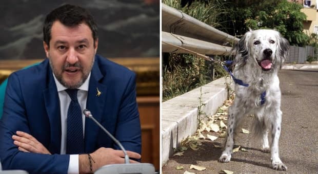 Abbandono un animale in strada? Patente revocata!
