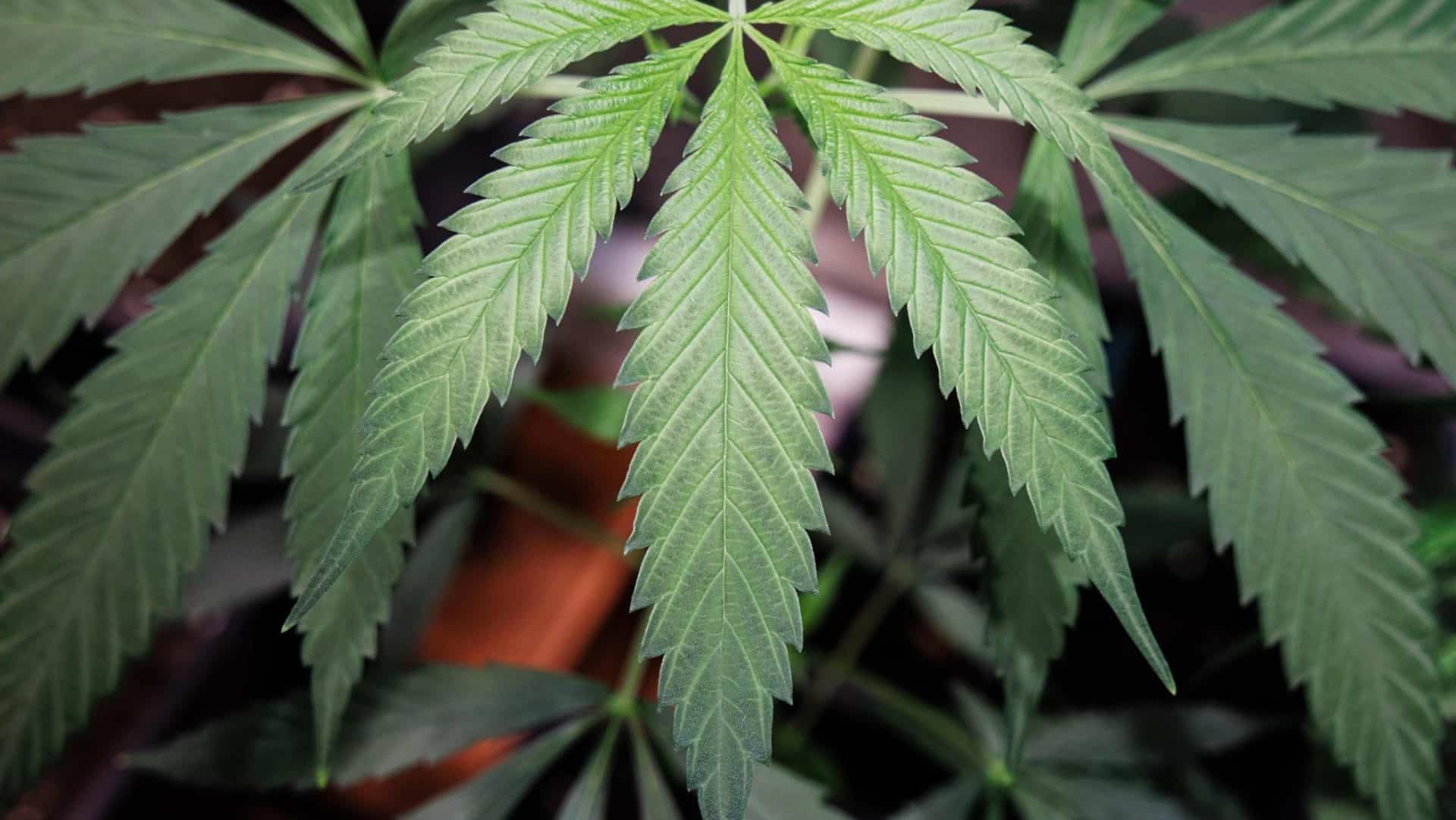 In Europa sempre più paesi verso la legalizzazione della cannabis