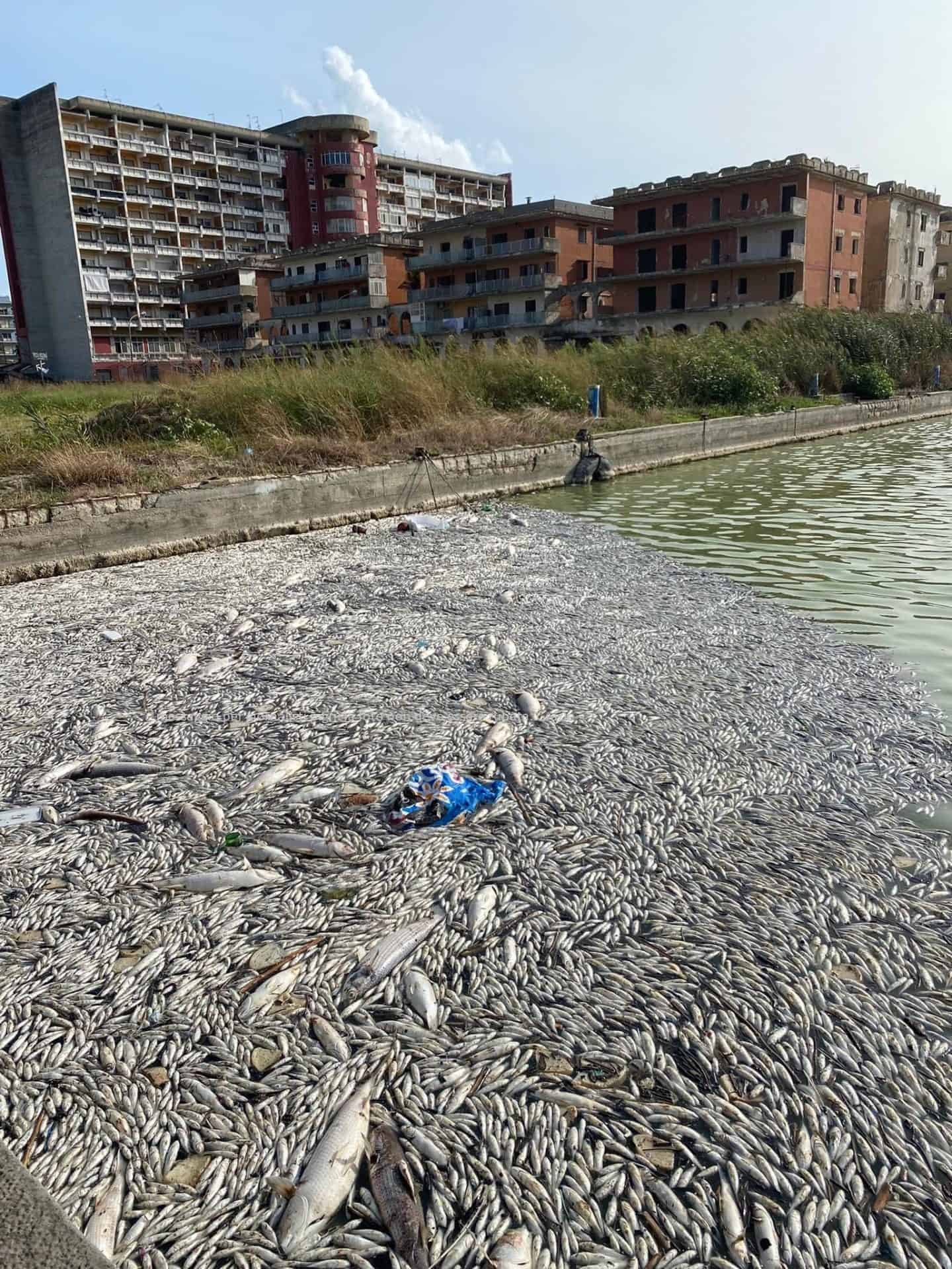 Moria di pesci sulla darsena, interviene l'ing. Angelo Morlando sulle possibili cause
