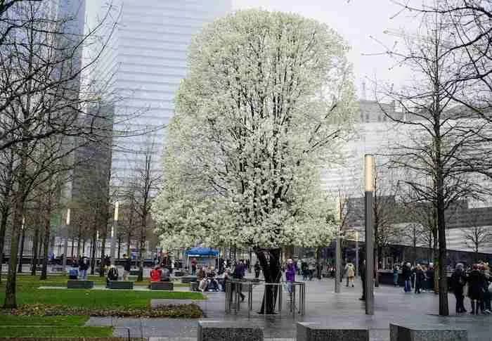 11 settembre, la storia dell'Albero sopravvissuto