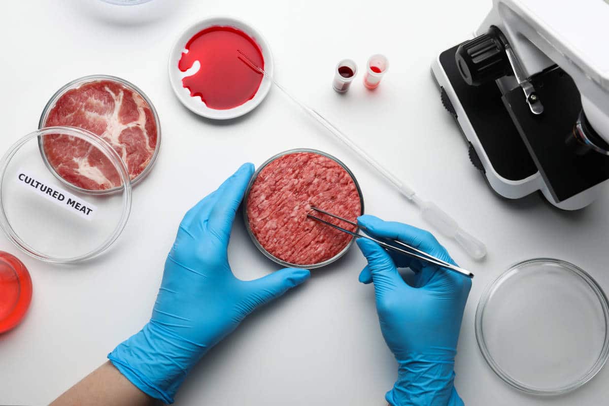 Governo vieta la carne coltivata, una mossa affrettata?