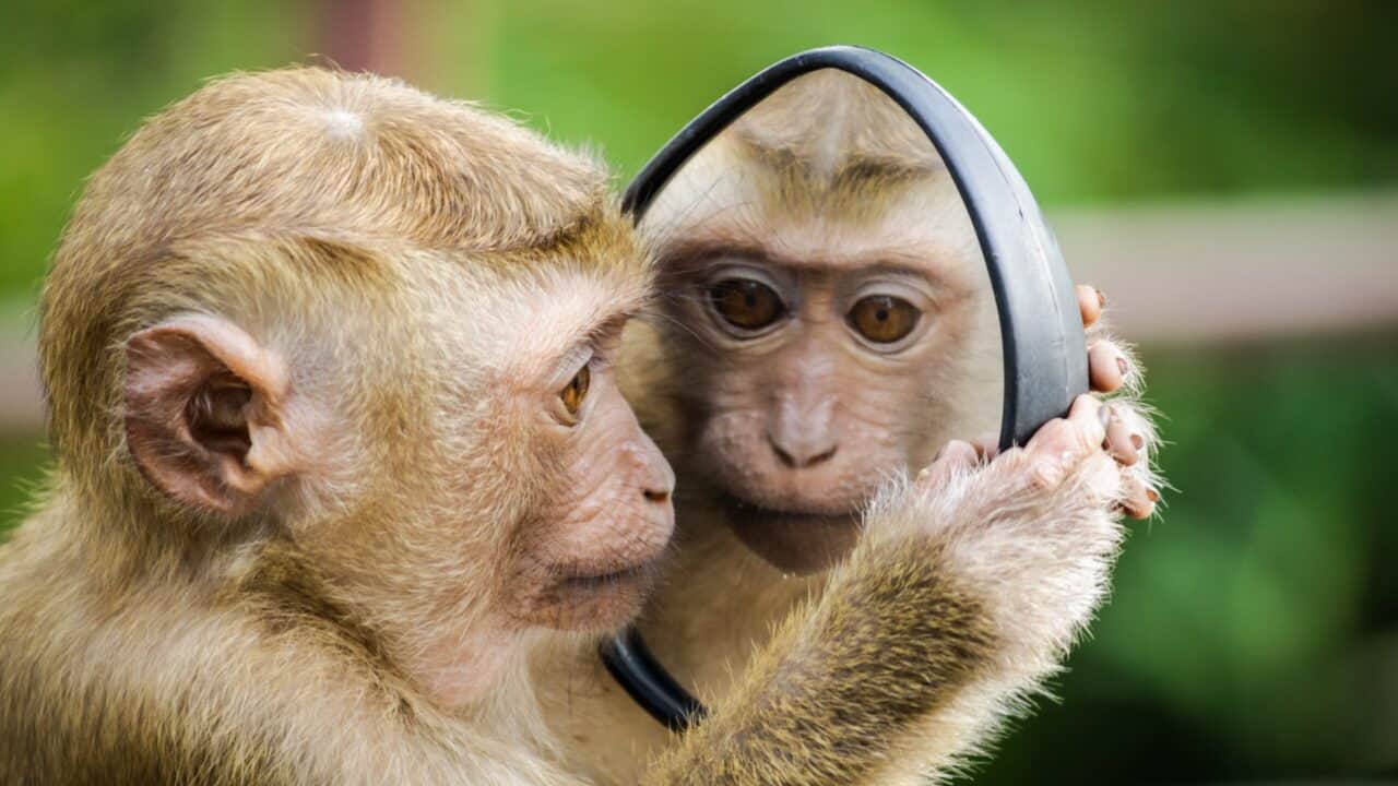 Quello della scimmia chimera è un passo avanti nella ricerca medica