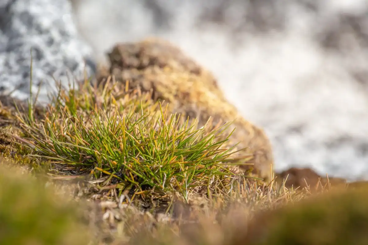 "Flowers blooming in Antarctica”: una rivoluzione che parte da Tiktok