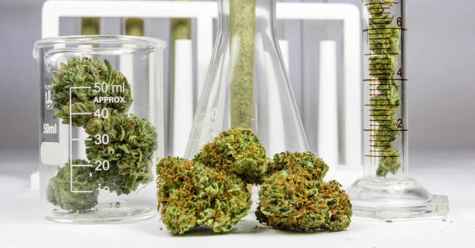 Cannabis per uso medico: quanto ne sappiamo?