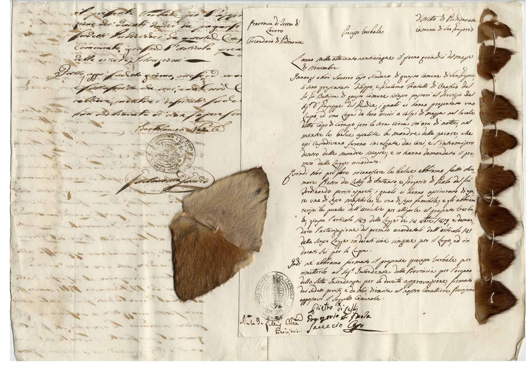 Uomini e lupi in Terra di Lavoro: una storia di cronaca di San Gregorio del 1825