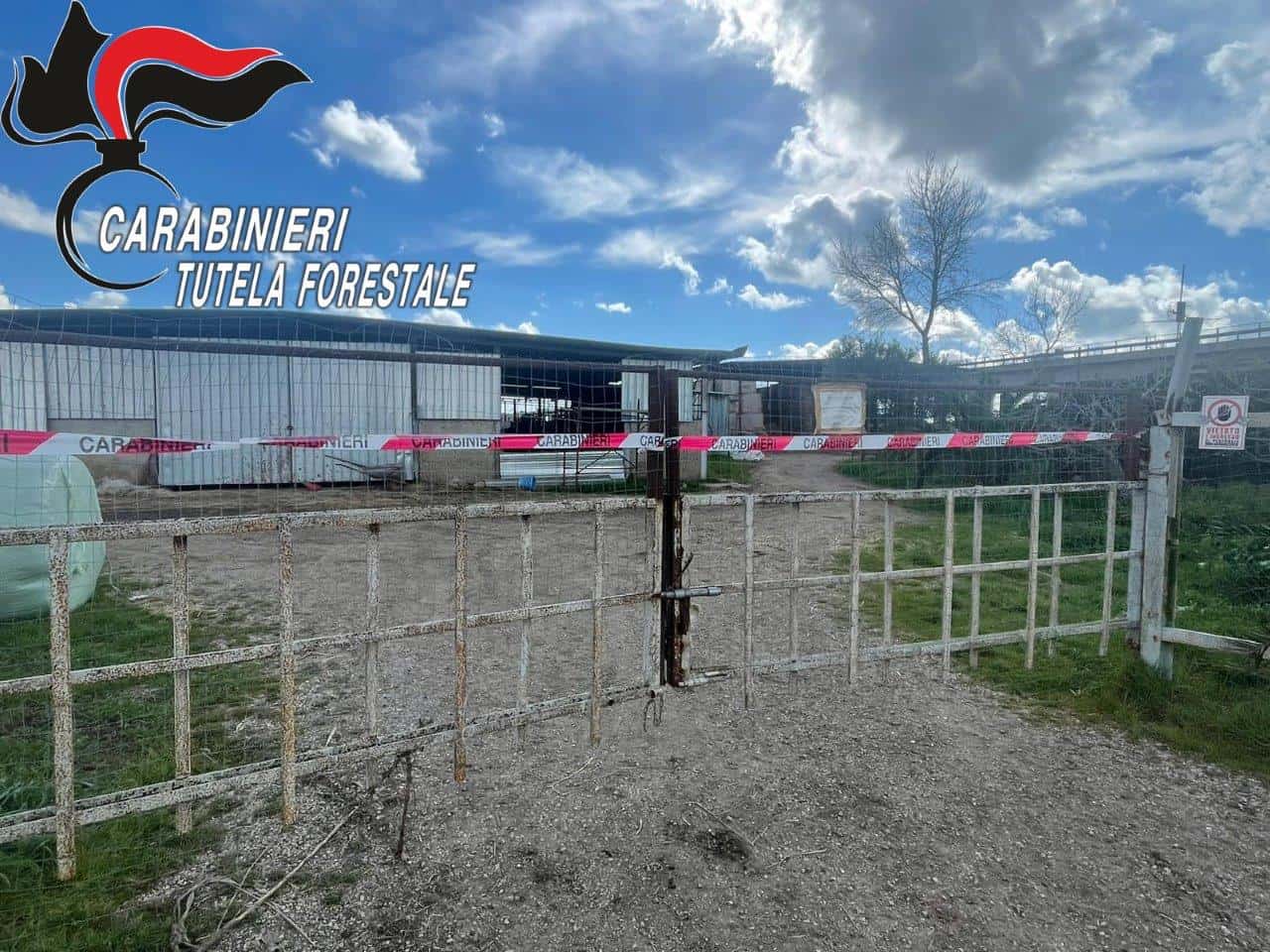 Villa Literno: i carabinieri forestali sequestrano un allevamento bufalino nell'oasi delle soglitelle