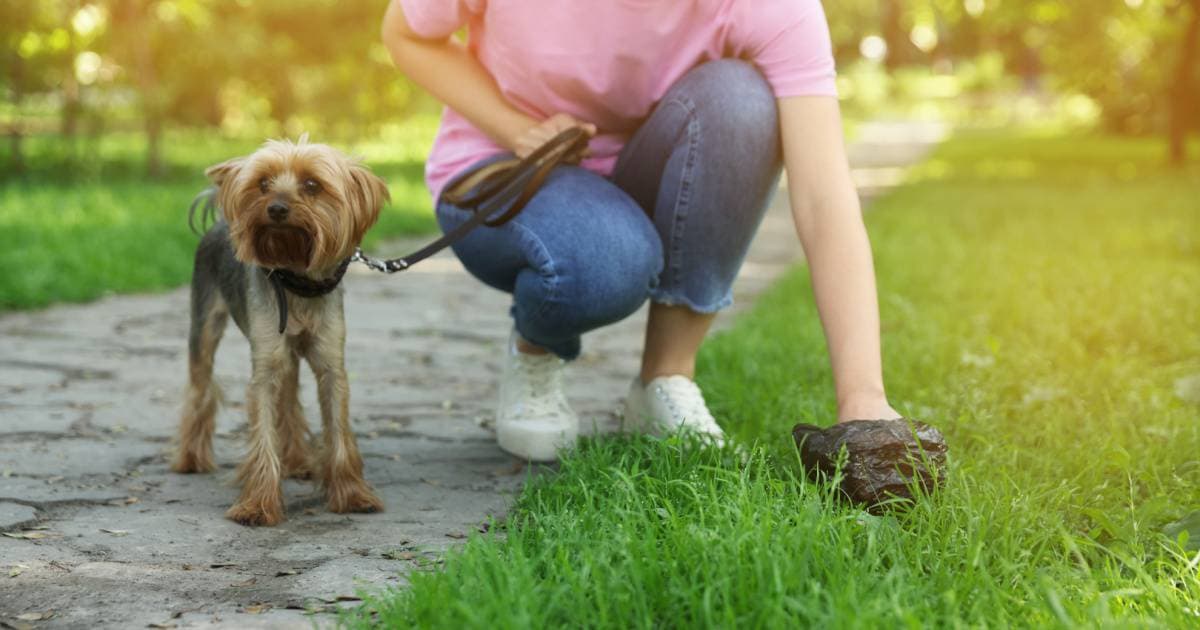 Cani, arriva il dna per risalire a chi non ne raccoglie gli escrementi