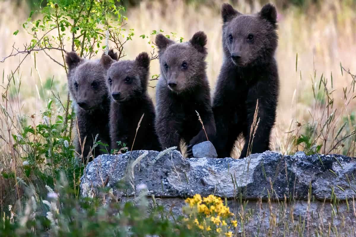 In Italia ci sono troppe specie a rischio