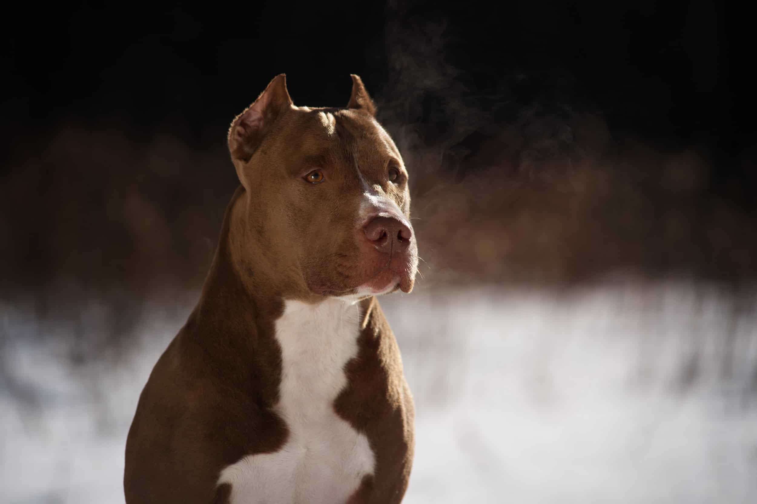 Pitbull: la verità nel mezzo tra precauzione e comprensione