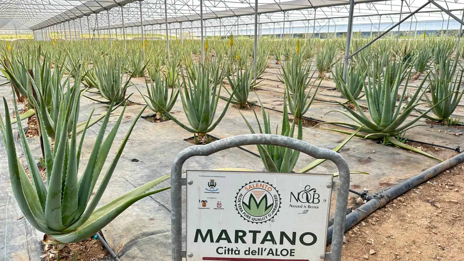 Naturalis Bio Resort: un angolo di paradiso nel Salento più autentico