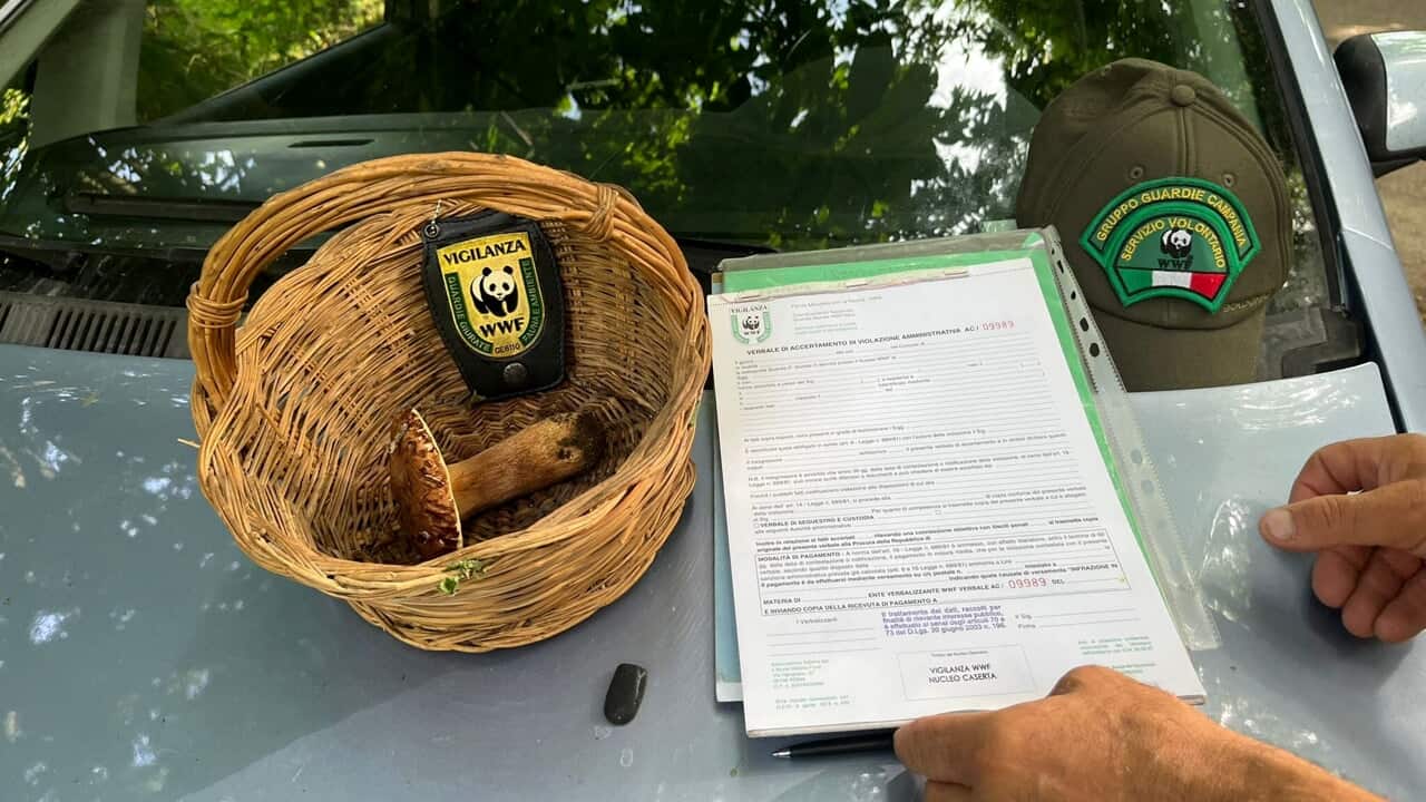 Prelievo illegale di funghi nel Parco Regionale di Roccamonfina