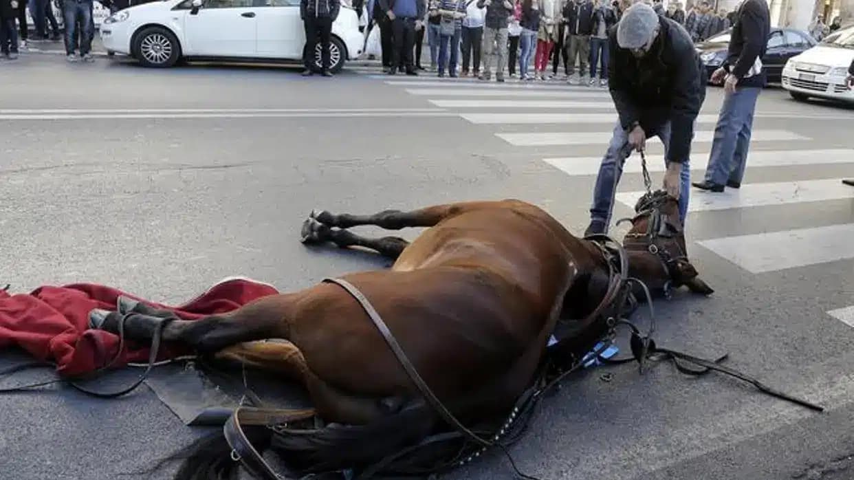 In Italia fa troppo caldo e per gli animali è un grosso problema
