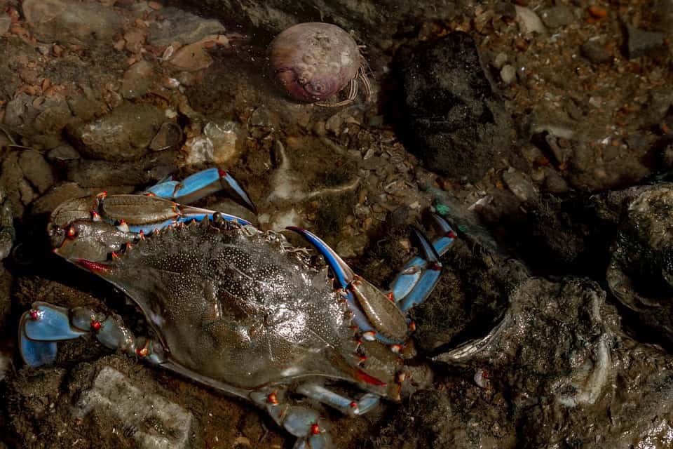 Caldo da record: pesci e granchi non resistono
