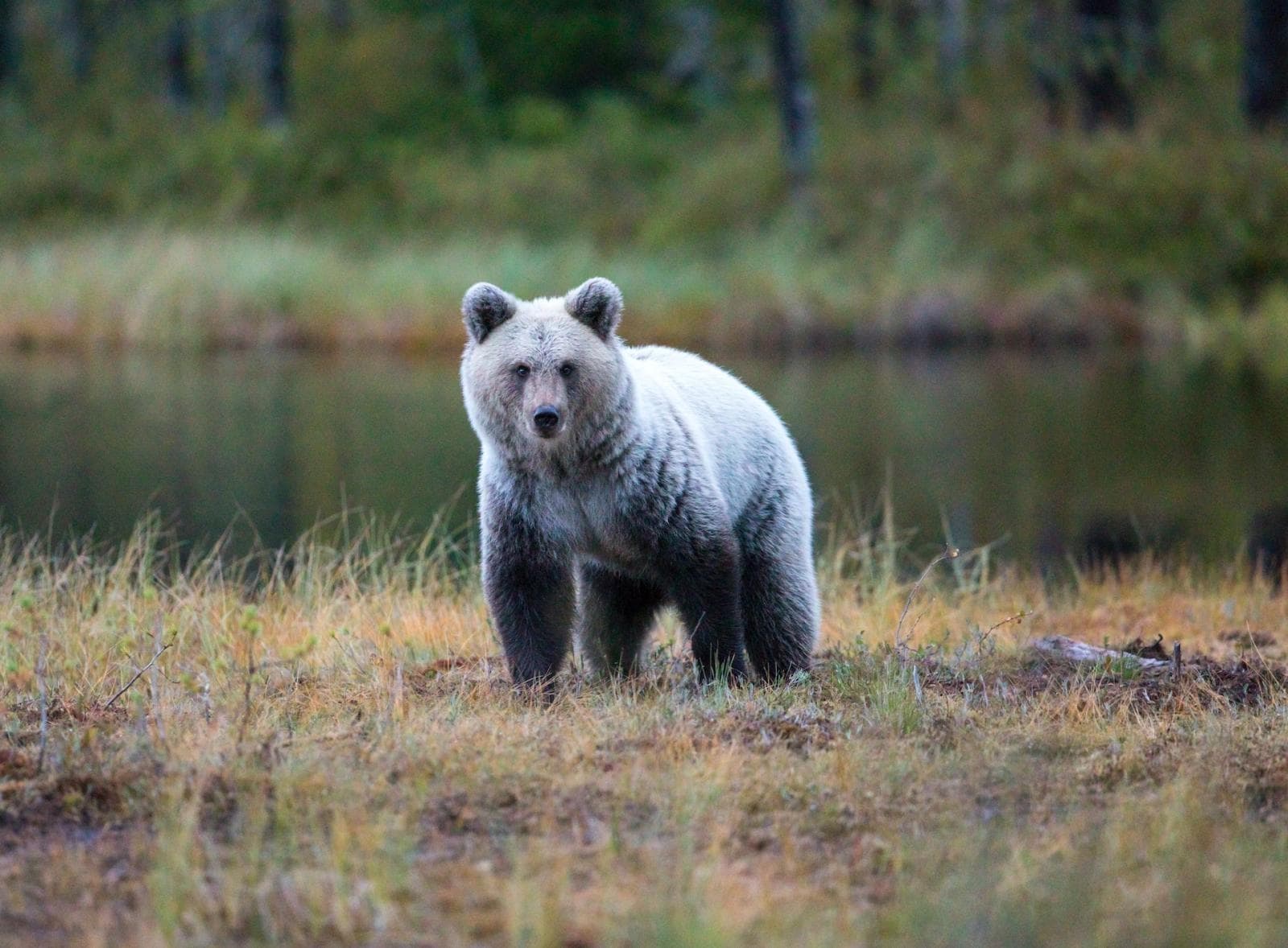 In Svezia 500 orsi verranno abbattuti
