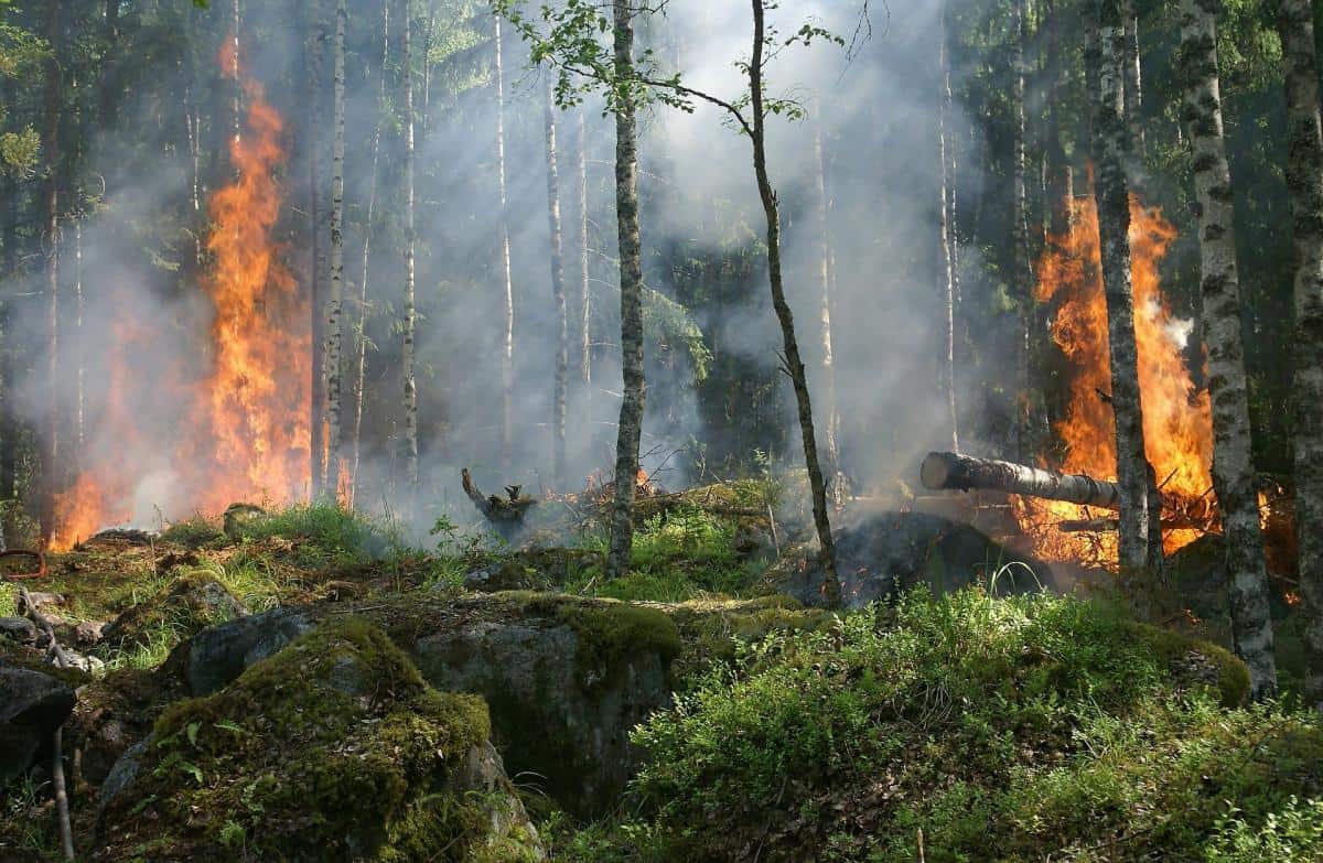 Google Maps usa l'IA per segnalare gli incendi in Italia