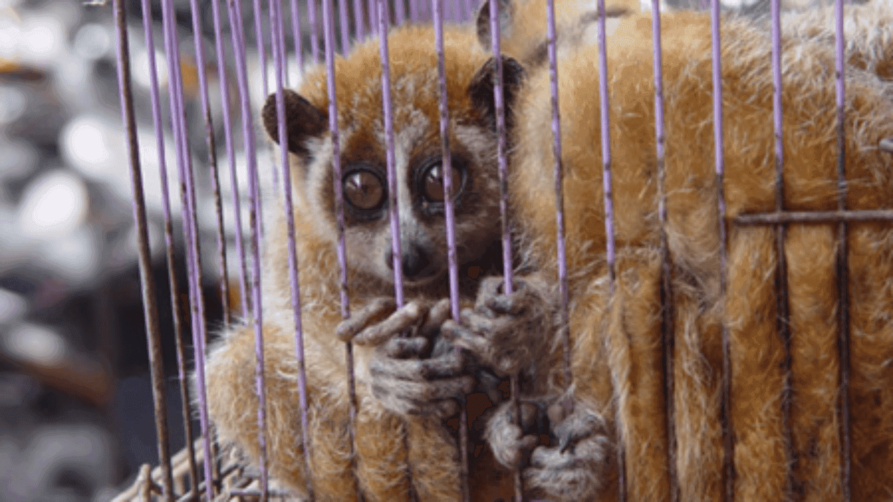 Il traffico illegale di fauna selvatica è una miniera d'oro per le mafie