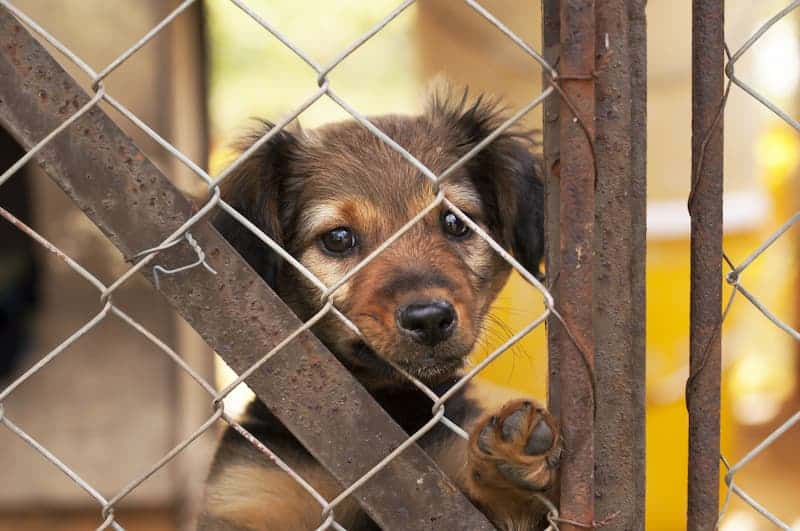 Un impegno per l'adozione e il rispetto, la Giornata mondiale del cane