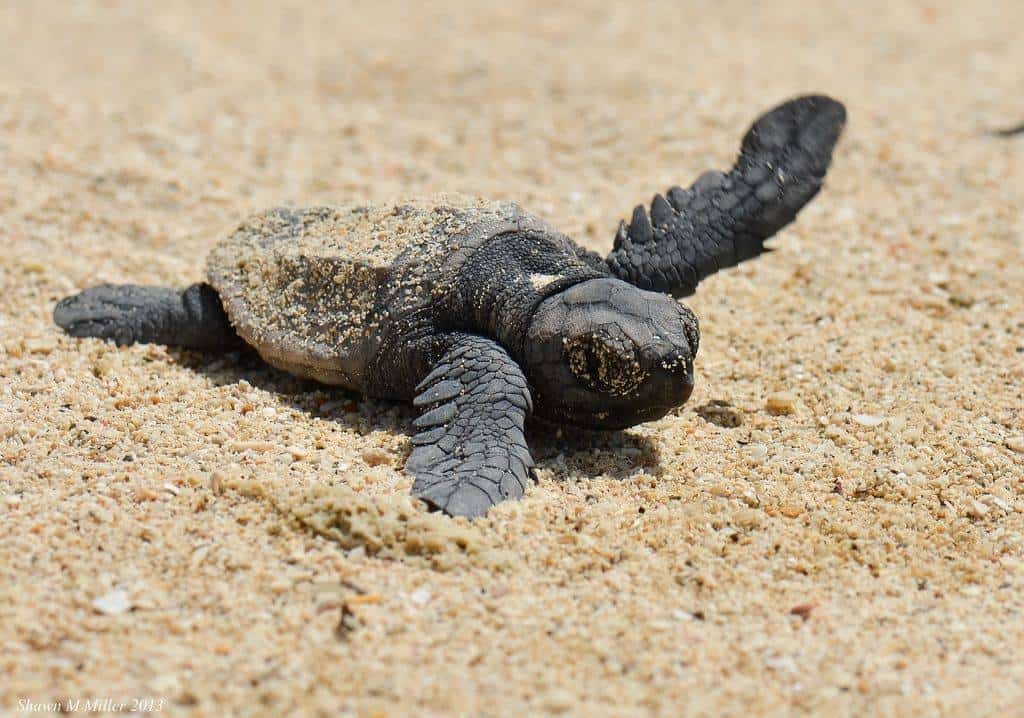 INTERVISTA. Associazione Domizia: "In Campania il primo nido di Caretta Caretta fu a Baia Domizia"