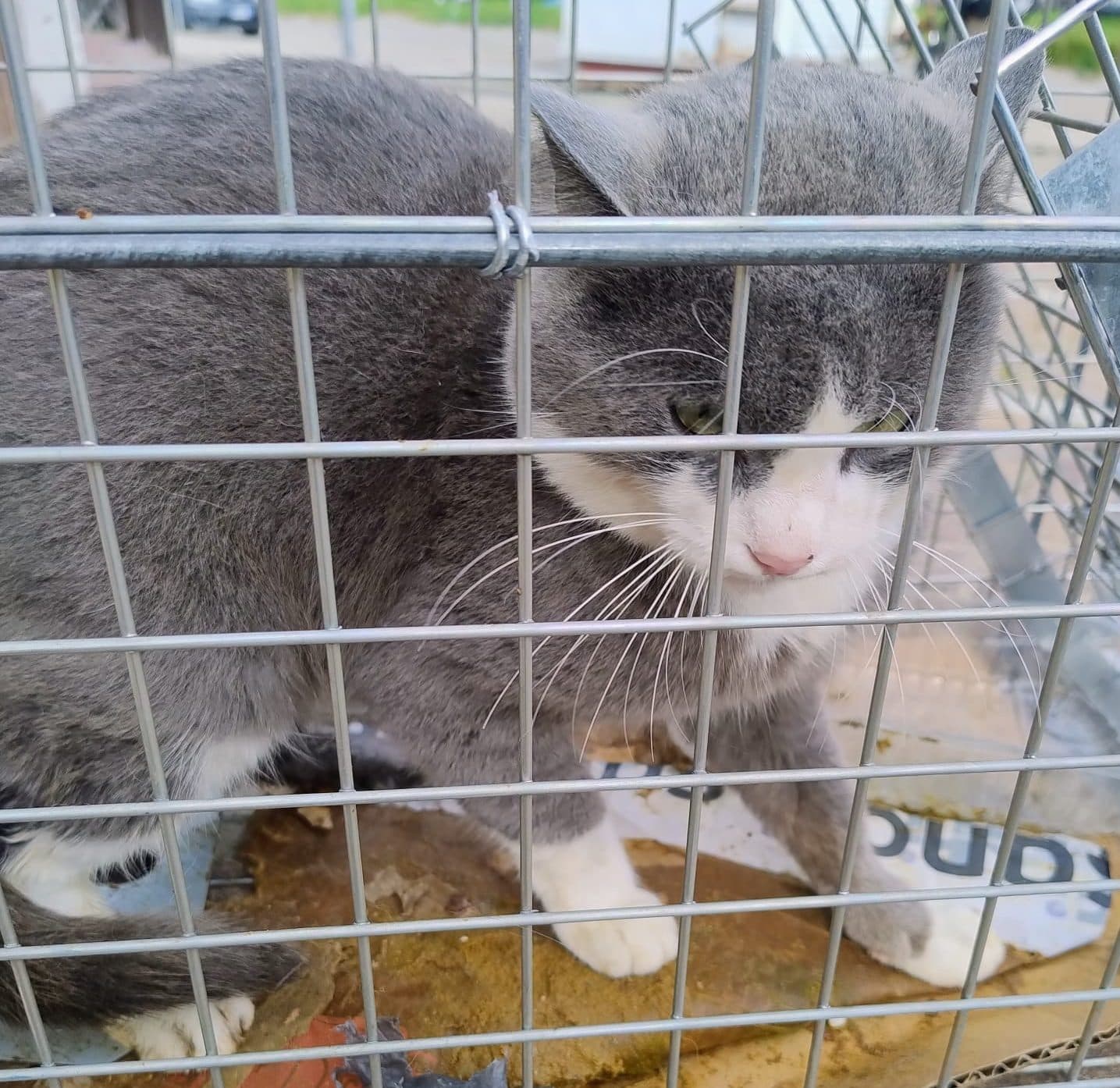 La lotta di LAV per salvare i gatti di Scampia