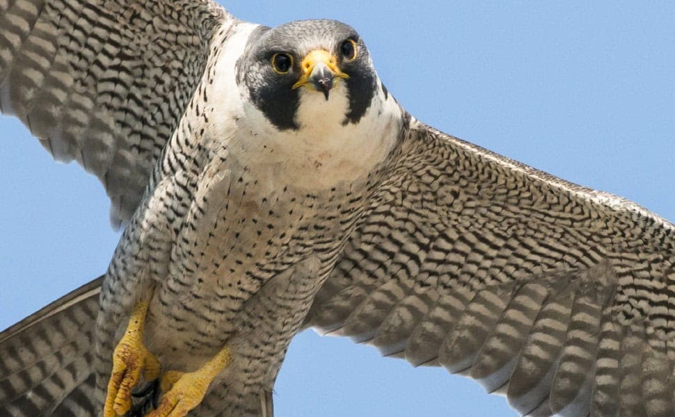 Il falco pellegrino diventa sentinella ambientale: la nuova ricerca della SHRO