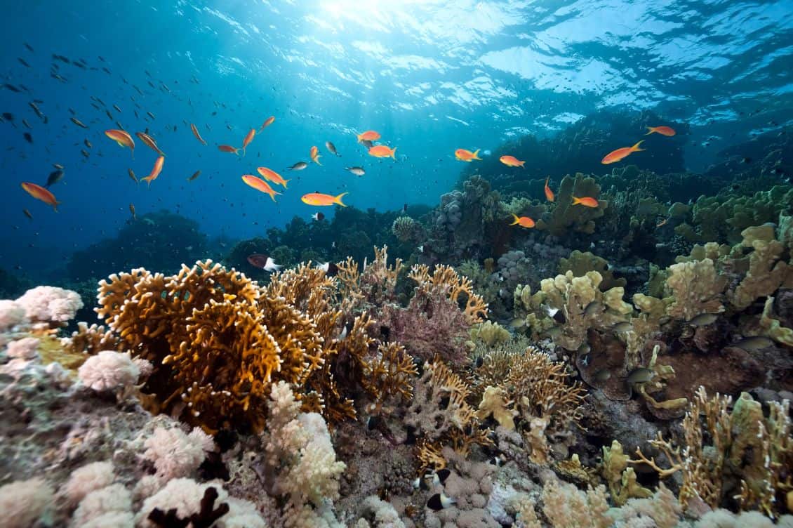 In arrivo il trattato ONU per la tutela dell’alto mare
