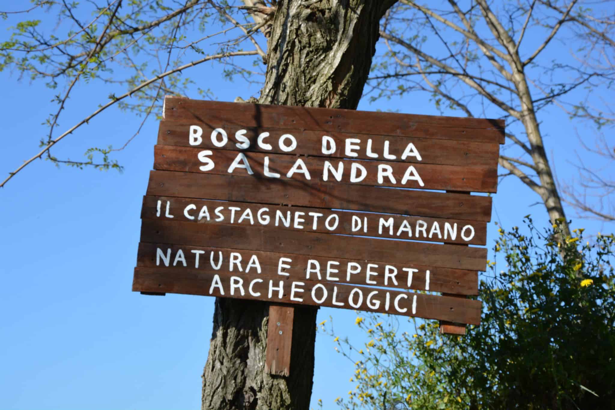 “Buon compleanno Salandra Lovers”: due anni di volontariato e rinascita per il Bosco della Salandra