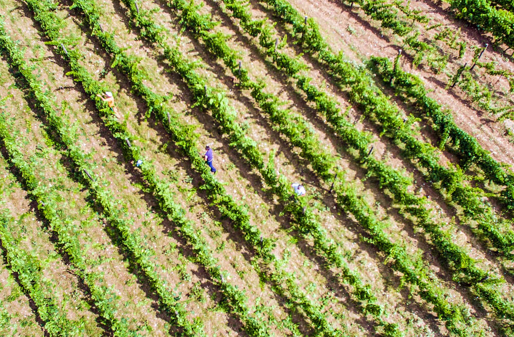 Cantine Papa: parlare di territorio per descrivere il vino