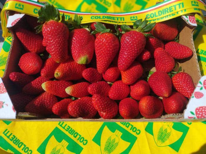 Rischio "Ragnetto rosso" contro le fragole del Casertano