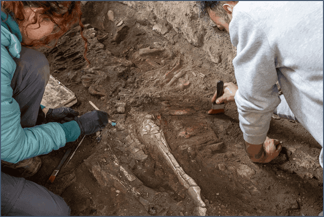 Pompei, nuovi scavi nel complesso dei Casti Amanti: ritrovato lo scheletro di un equide